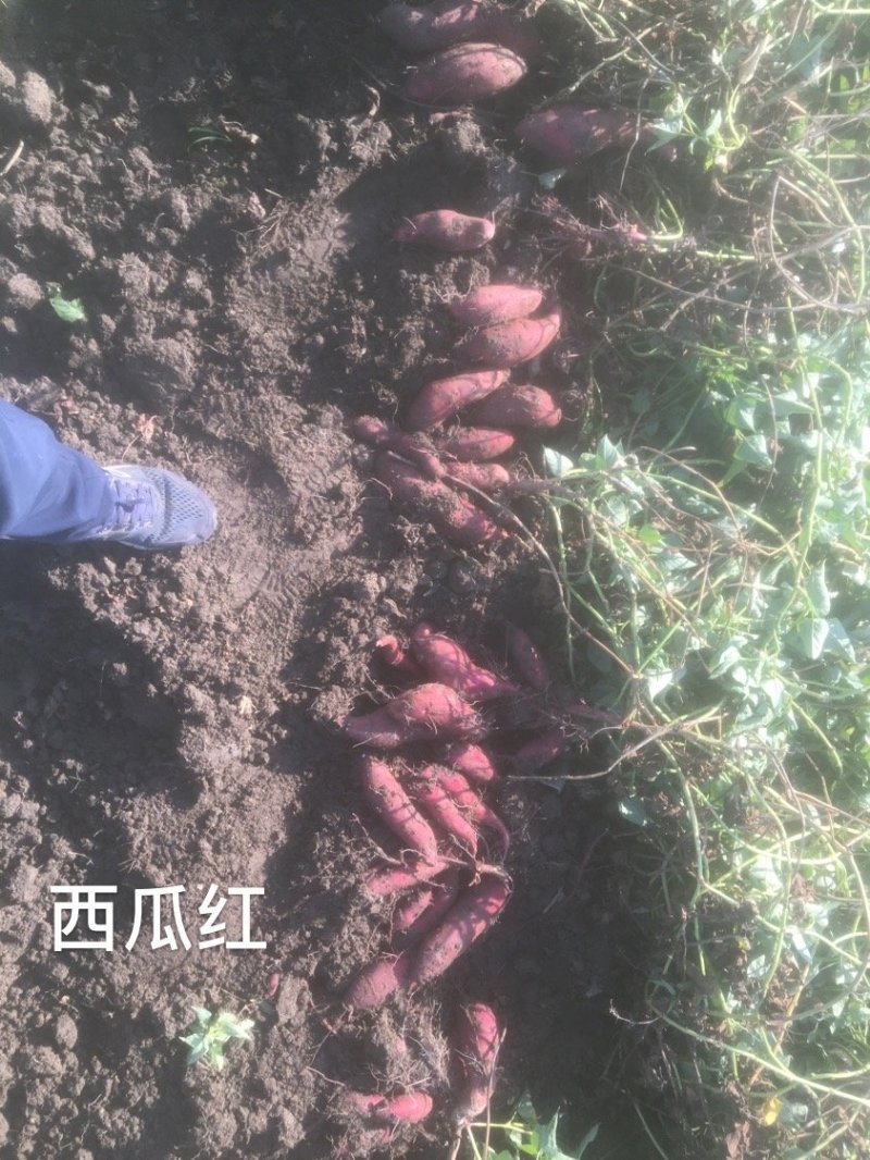 西瓜红蜜薯粉糯适中香甜可口惠来红薯半沙地红薯