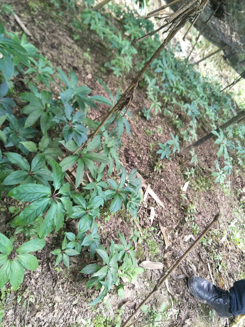 四川华高杆重楼籽育2苗