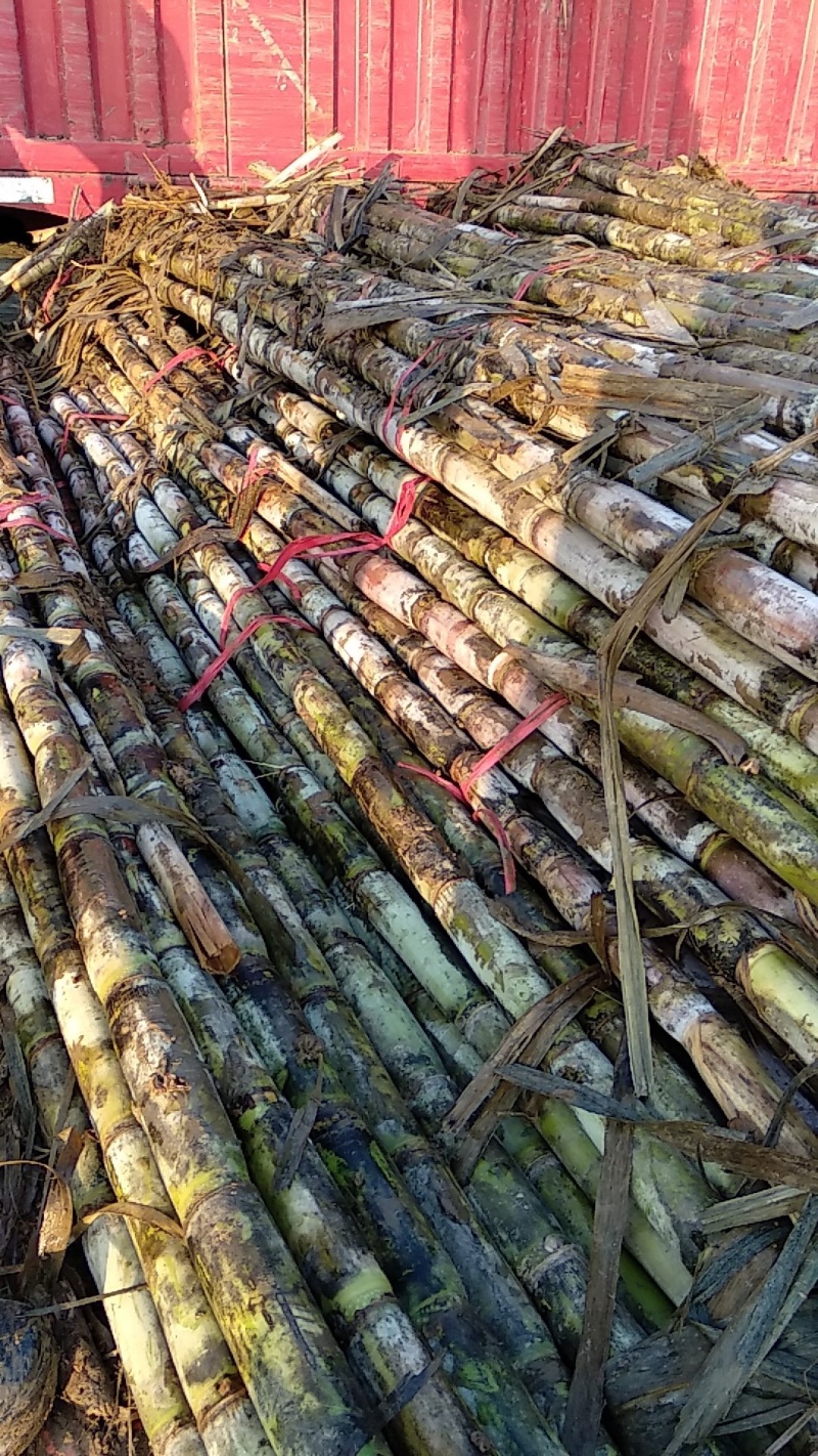 湖北青皮白玉甘蔗，清甜爽口又脆，价格实惠