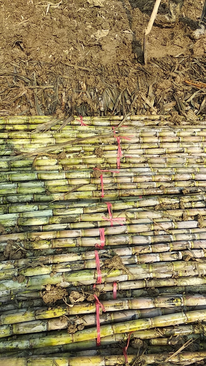 湖北青皮白玉甘蔗，清甜爽口又脆，价格实惠