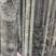桂林桂花树2公分到5公分～