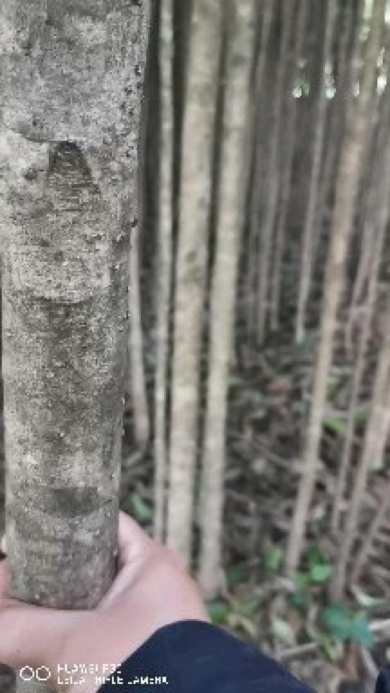 桂林桂花树2公分到5公分～