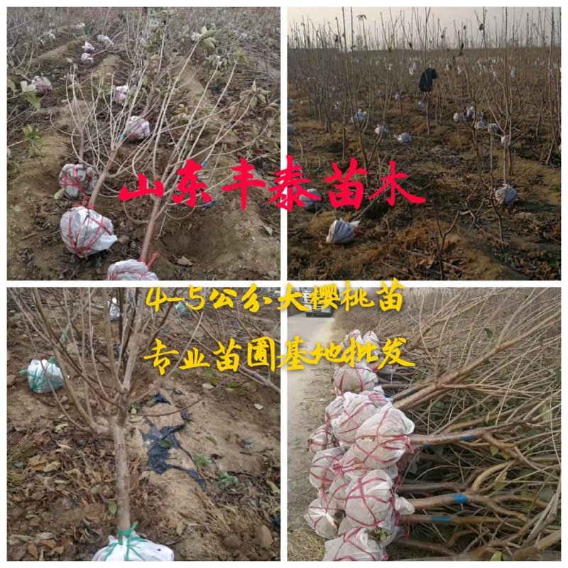 樱桃苗樱桃树苗大樱桃苗山东樱桃苗基地38年专业苗圃