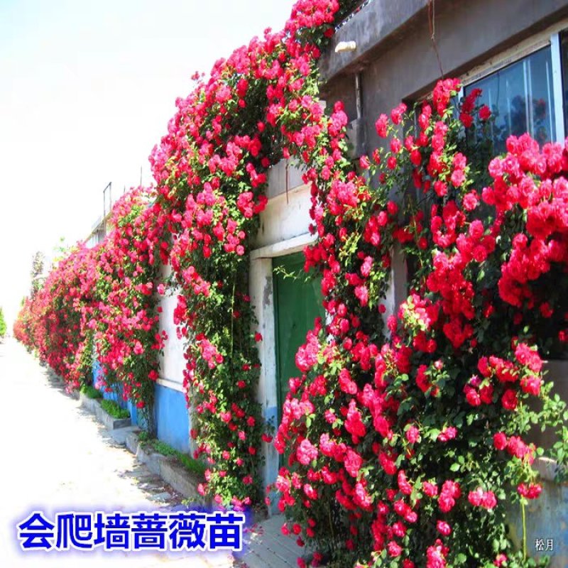 四季蔷薇苗多种颜色可选现挖保湿发货
