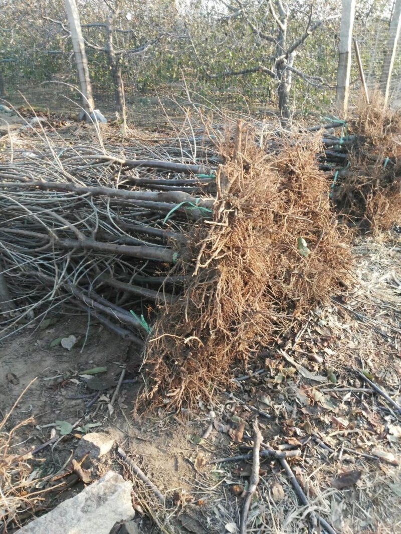 樱桃苗樱桃树苗大樱桃苗山东樱桃苗基地38年专业苗圃