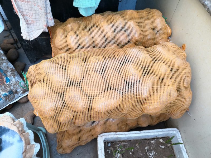 土豆