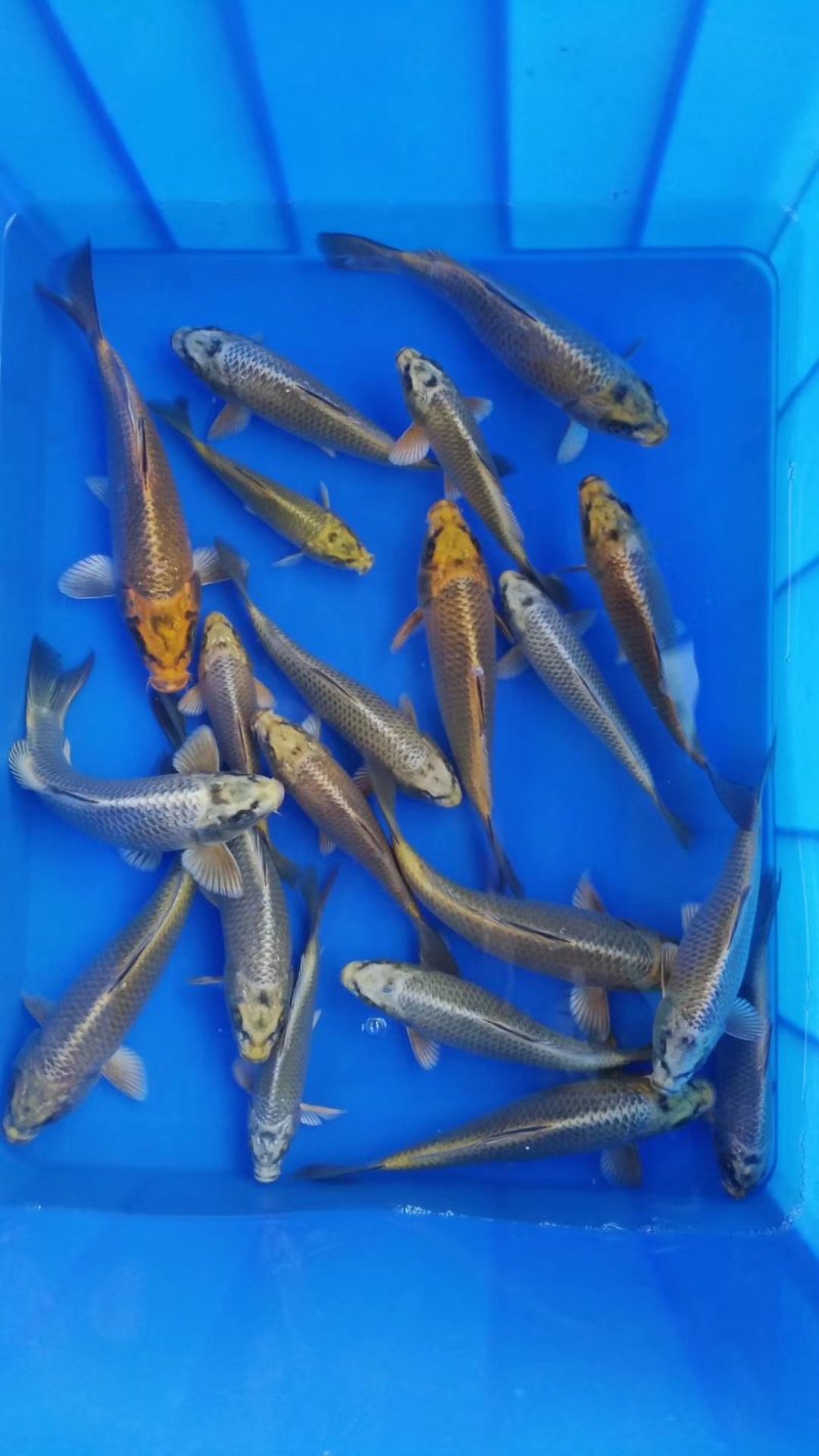锦鲤观赏鱼大量供应，体质好，没病没伤。色泽鲜艳，需要的赶