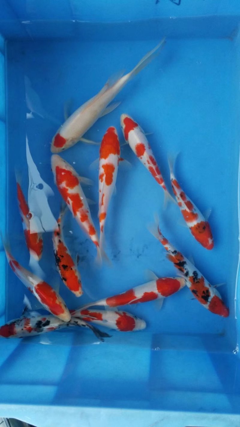 锦鲤观赏鱼大量供应，体质好，没病没伤。色泽鲜艳，需要的赶