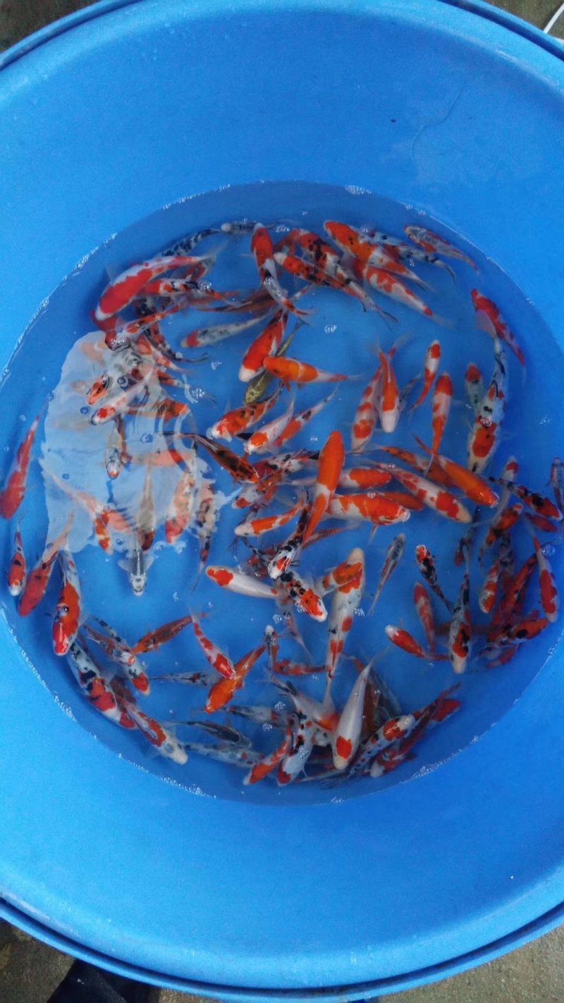 锦鲤观赏鱼大量供应，体质好，没病没伤。色泽鲜艳，需要的赶