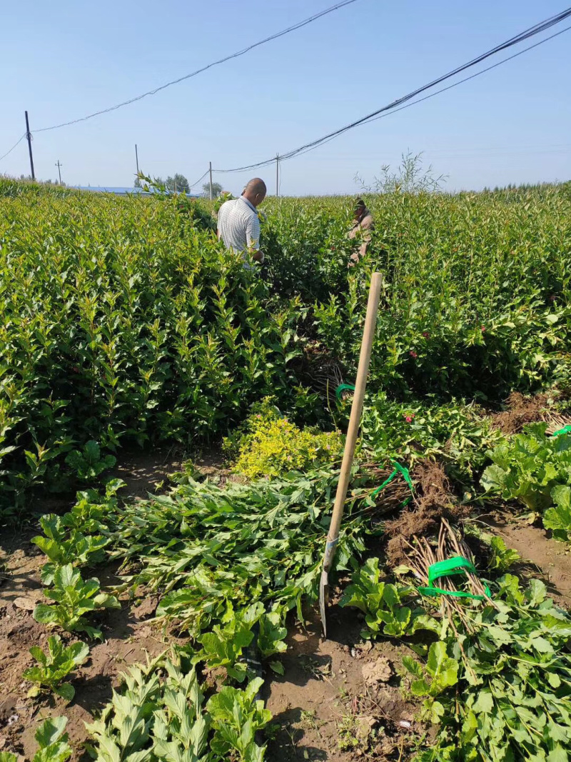 红王子锦带小苗及工程用苗秋季大量出售可以预定