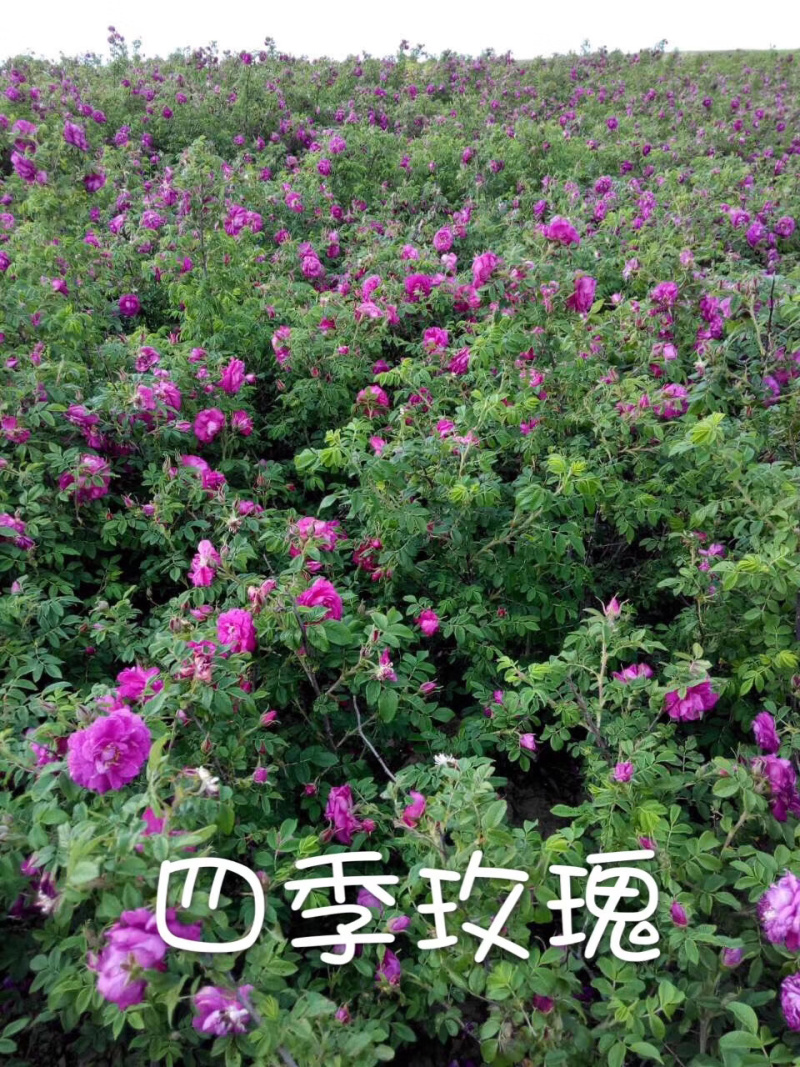 四季玫瑰小苗及工程用苗花期长，秋季大量出售