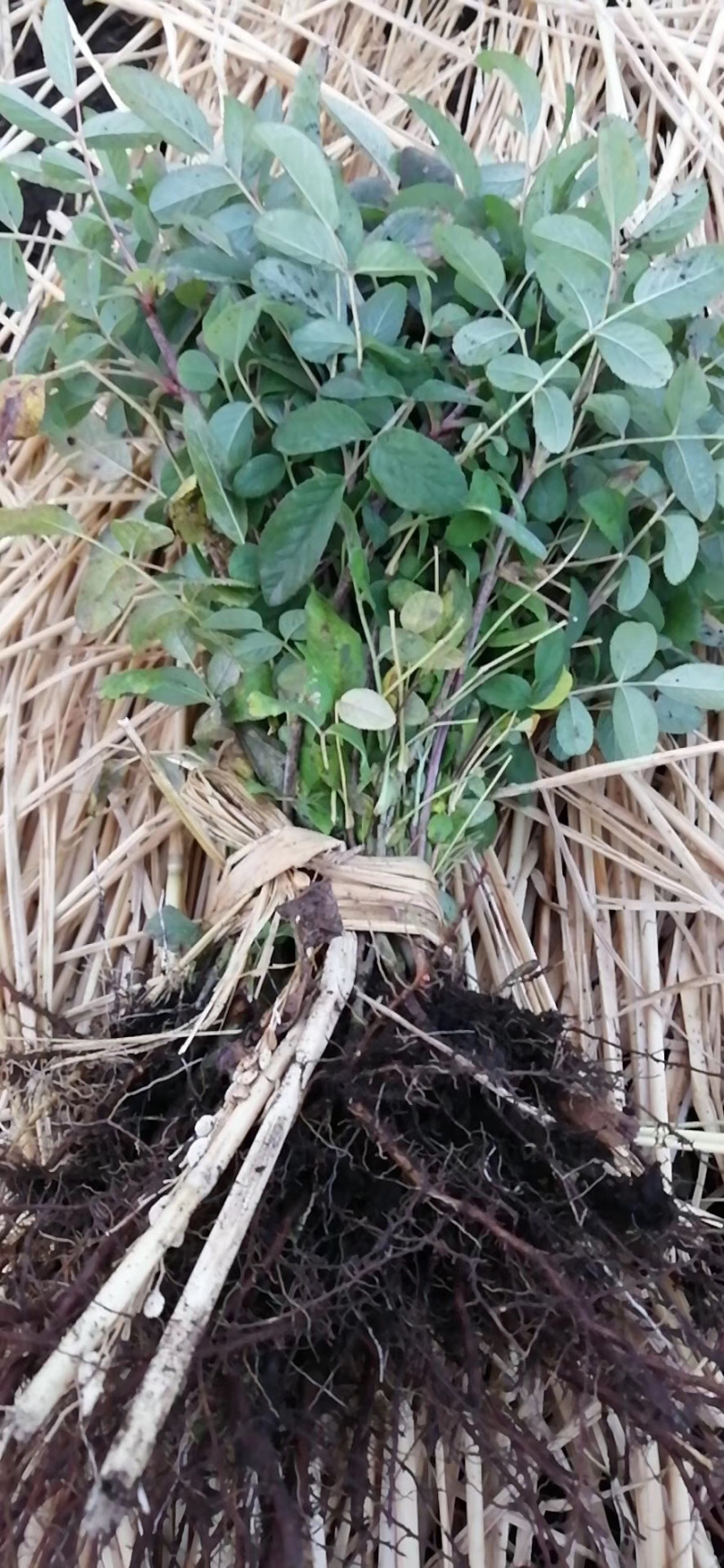 四季玫瑰小苗及工程用苗花期长，秋季大量出售