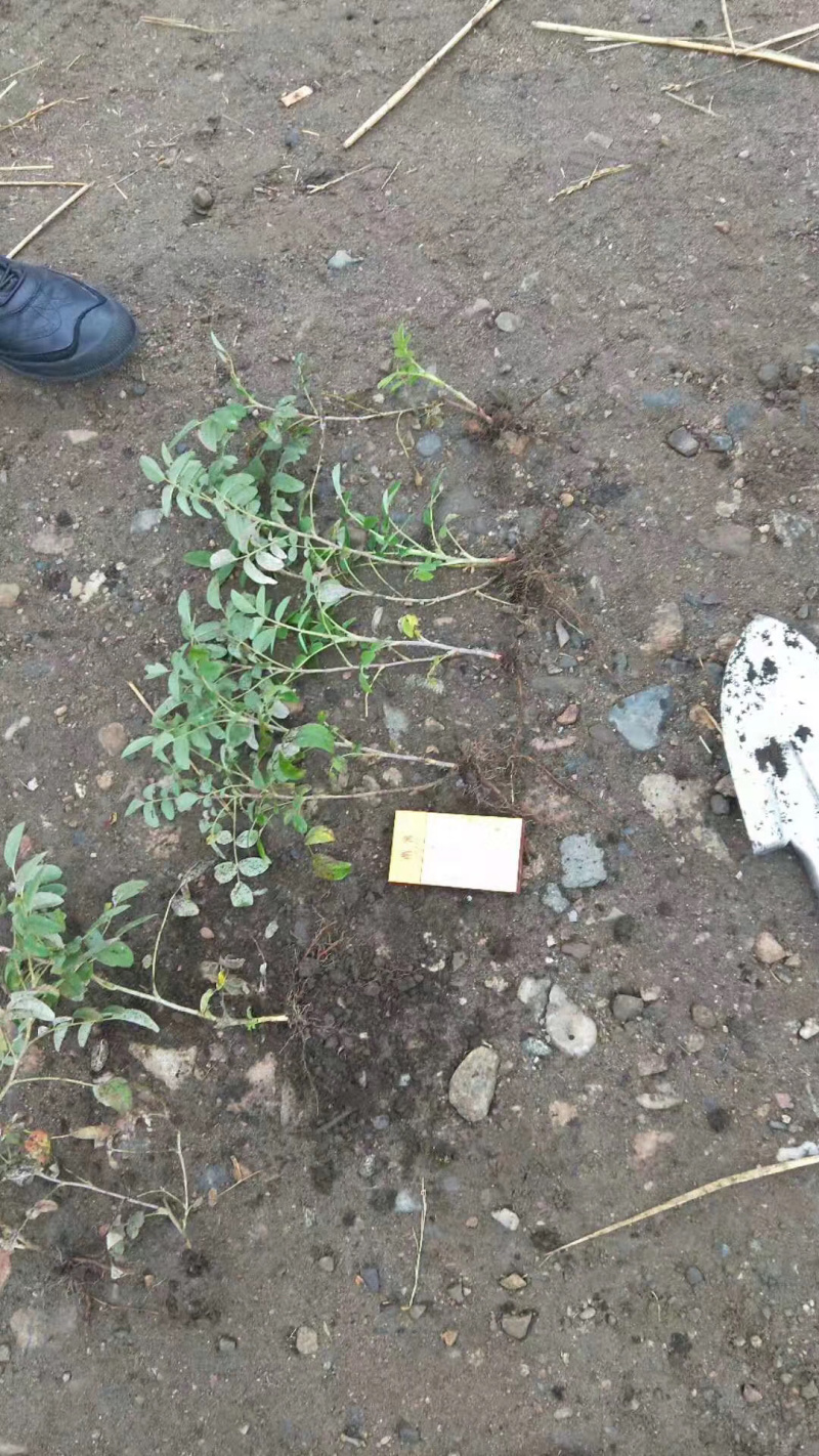 四季玫瑰小苗及工程用苗花期长，秋季大量出售