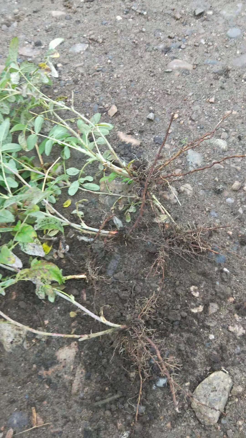 四季玫瑰小苗及工程用苗花期长，秋季大量出售
