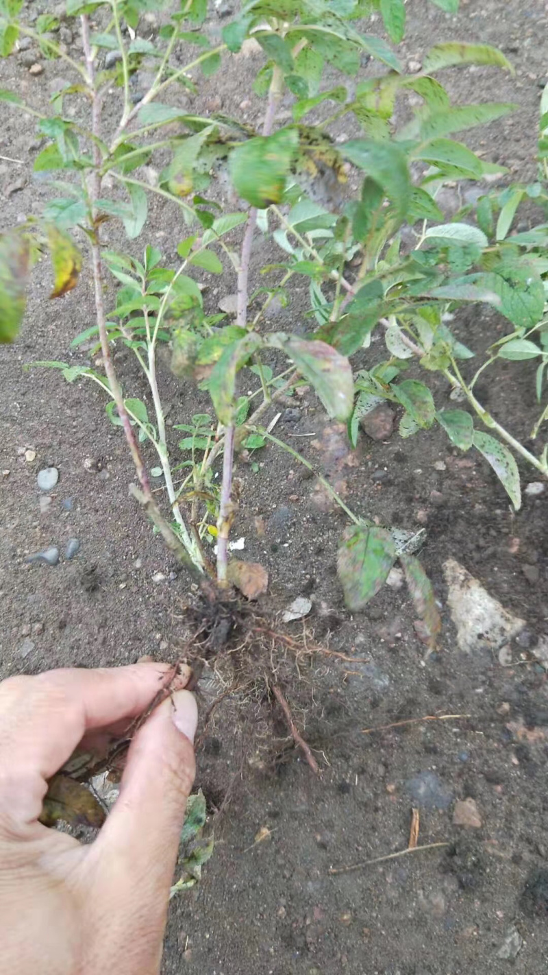 四季玫瑰小苗及工程用苗花期长，秋季大量出售