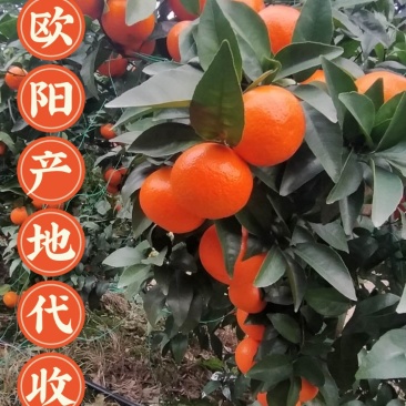 真品沃橘口感好，皮细，果形亮，产地广西桂林市全州县
