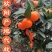 真品沃橘口感好，皮细，果形亮，产地广西桂林市全州县