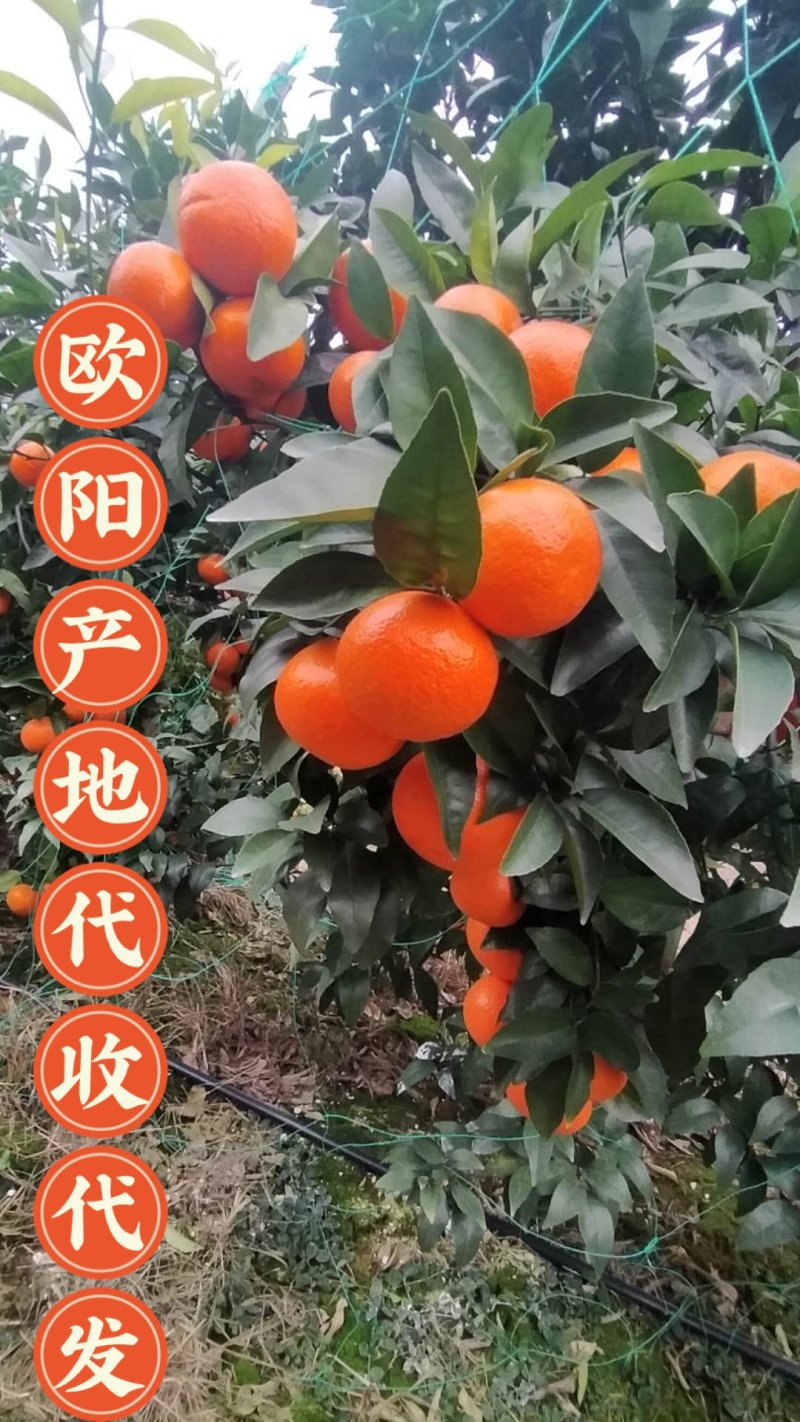 真品沃橘口感好，皮细，果形亮，产地广西桂林市全州县