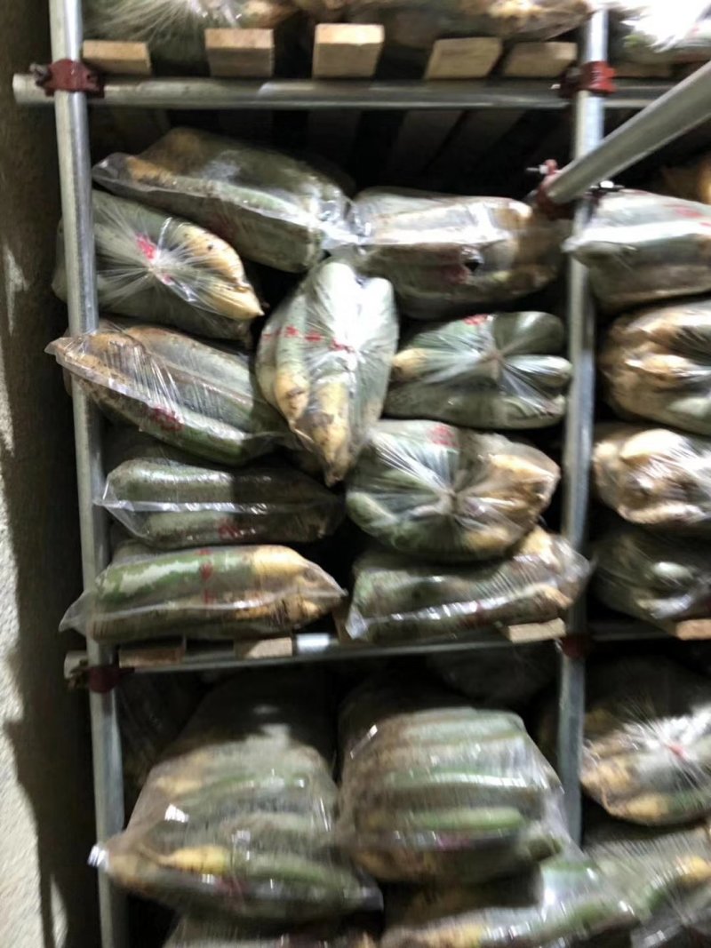 正宗潍县萝卜，产地直供，大量批发。各种品种应有尽有。