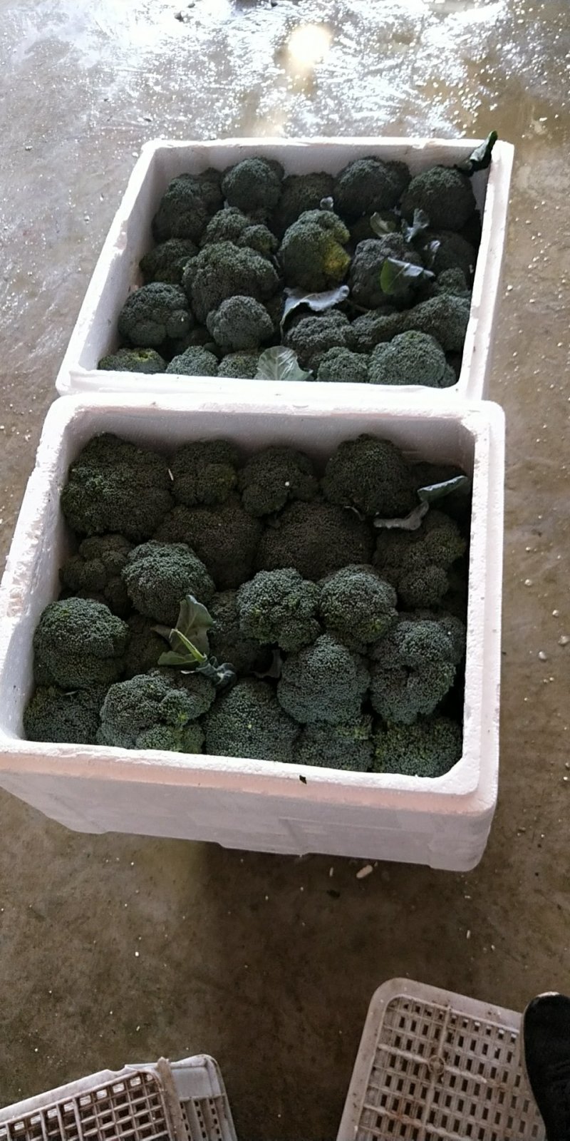 冷库西兰花冬青阳光台绿喜鹊都有品种齐全工厂货