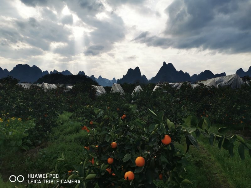 桂林阳朔夏橙，测糖16度，口感甜蜜，好果、次果大量供应