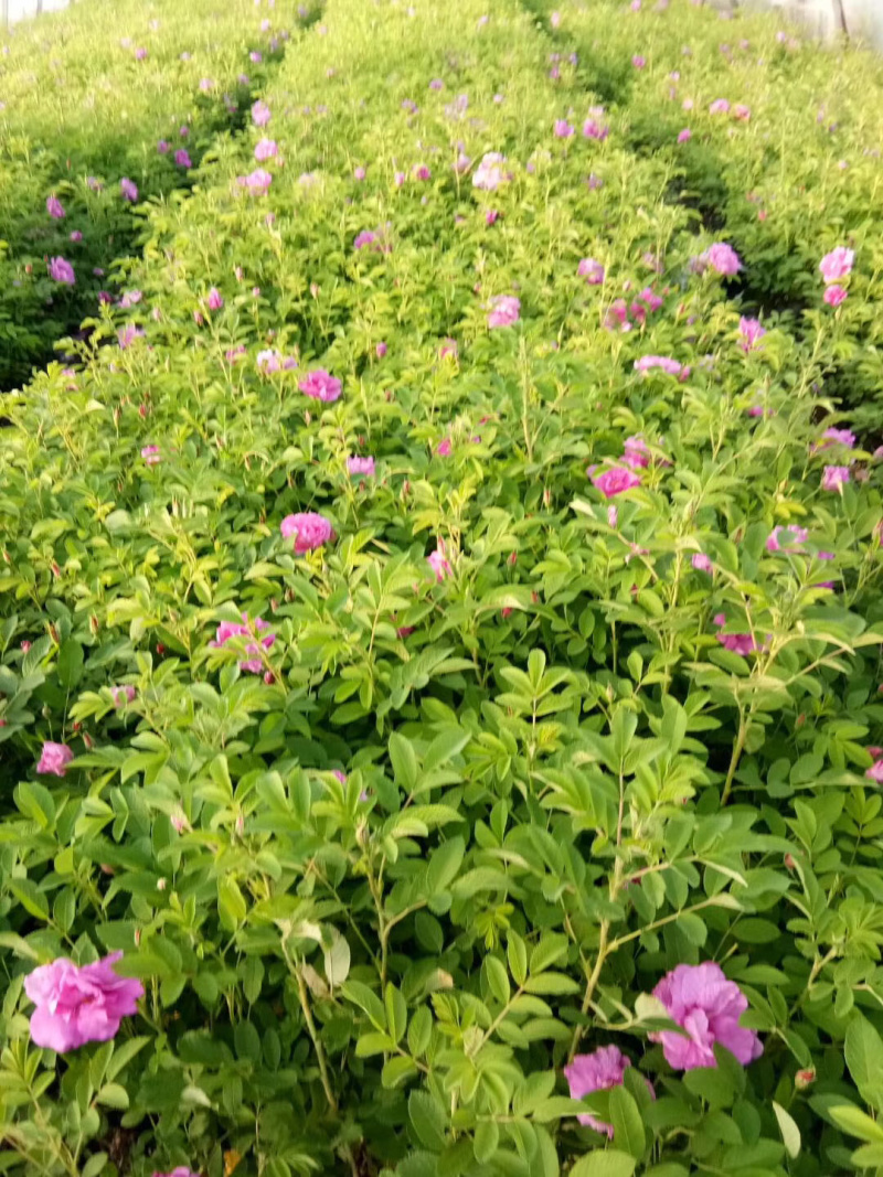 供应红叶榆叶梅小苗及多分枝大苗秋季大量出售