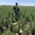 供应红叶榆叶梅小苗及多分枝大苗秋季大量出售