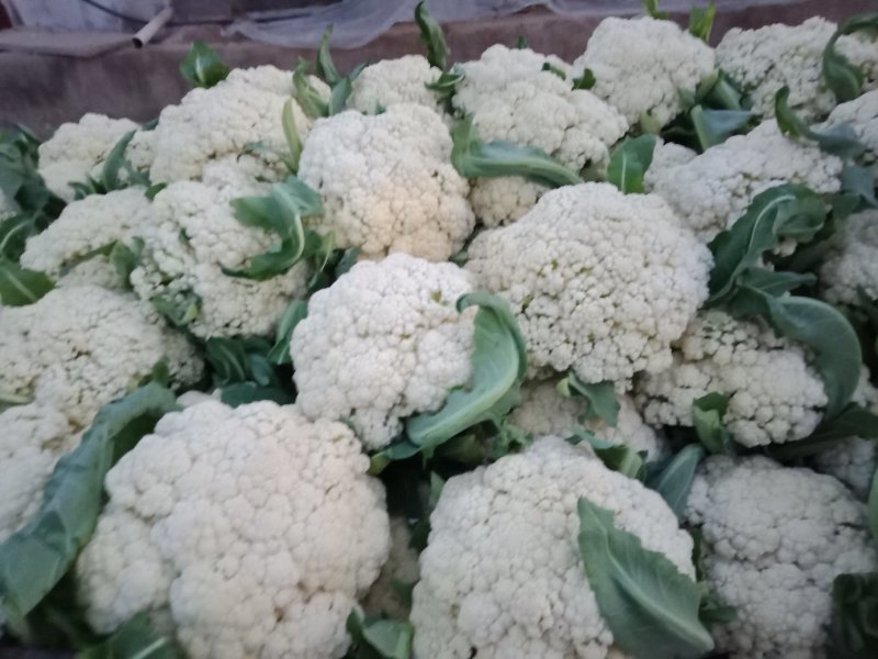 菜花有青梗散花和实花对接市场全国发货一手货源