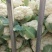 菜花有青梗散花和实花对接市场全国发货一手货源