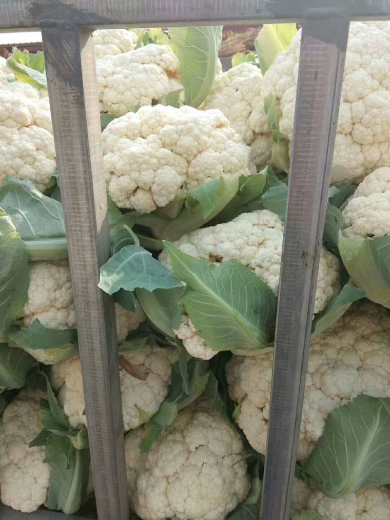 菜花有青梗散花和实花对接市场全国发货一手货源
