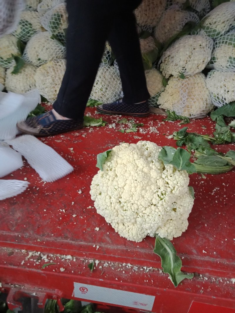菜花有青梗散花和实花对接市场全国发货一手货源
