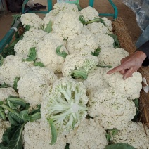 菜花有青梗散花和实花对接市场全国发货一手货源