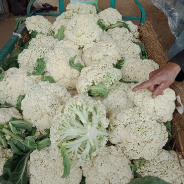 菜花有青梗散花和实花对接市场全国发货一手货源
