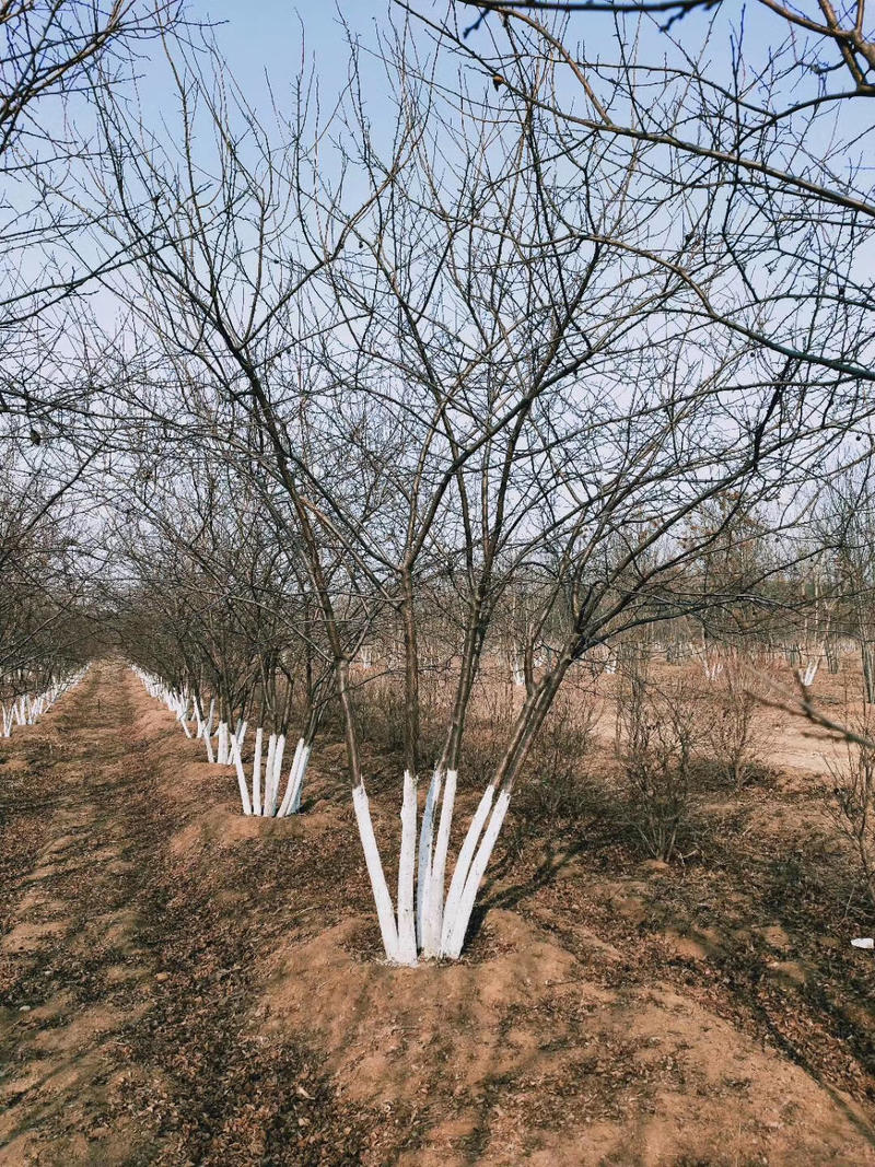 大量供应丛生金叶复叶槭4-8分枝5-7米高