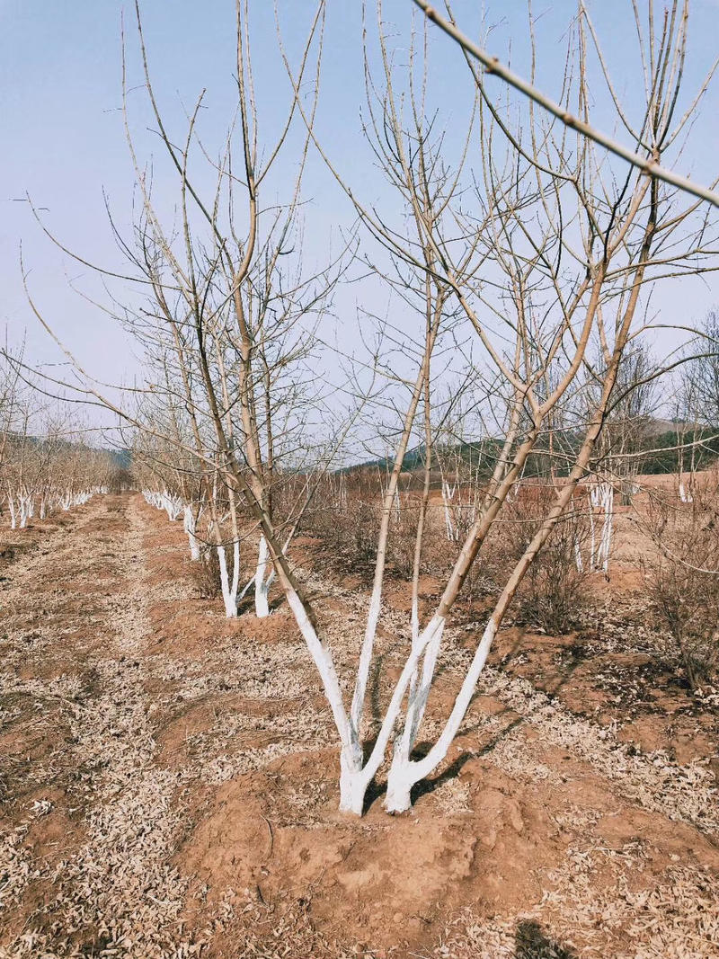 大量供应丛生金叶复叶槭4-8分枝5-7米高