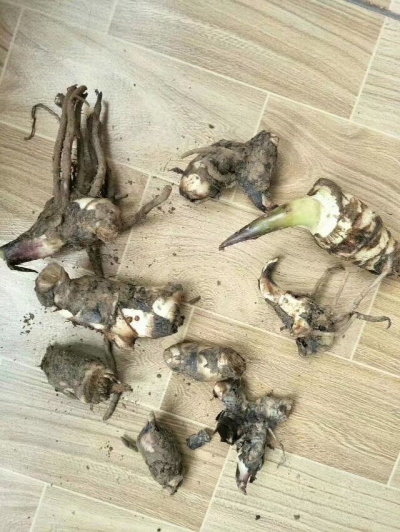 美人蕉种球，美人蕉，矮化美人蕉，绿化用，工程用，红色，黄