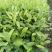 土柠檬(嫁接茶枝柑专用贴木)苗30cm以下