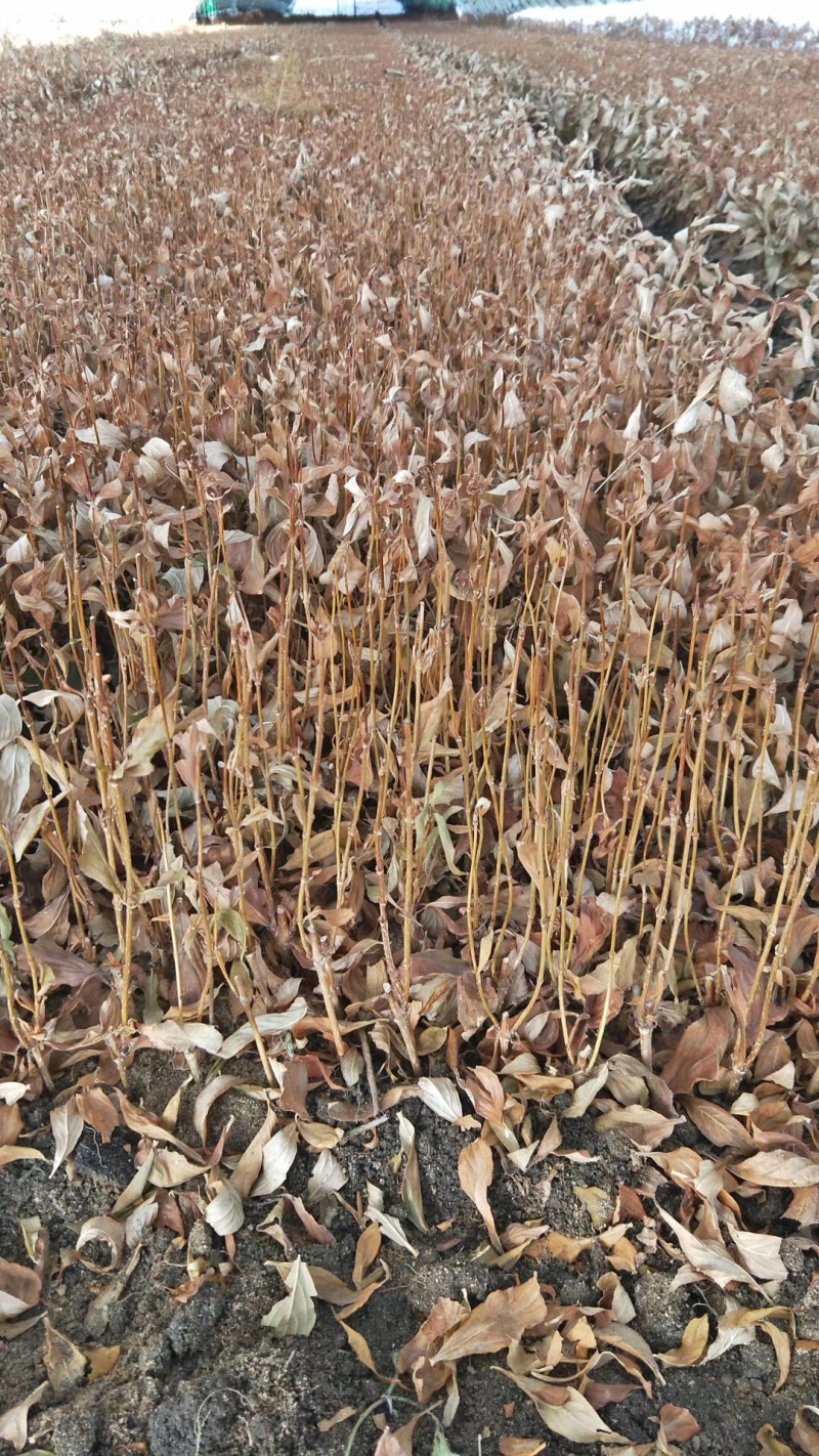 秋季出售金叶水蜡扦插小苗及工程用苗大量批发