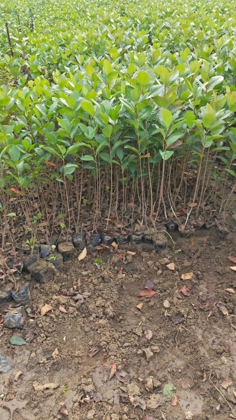 秋季出售金叶水蜡扦插小苗及工程用苗大量批发