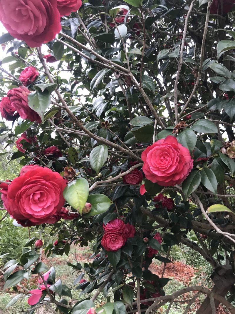茶花树