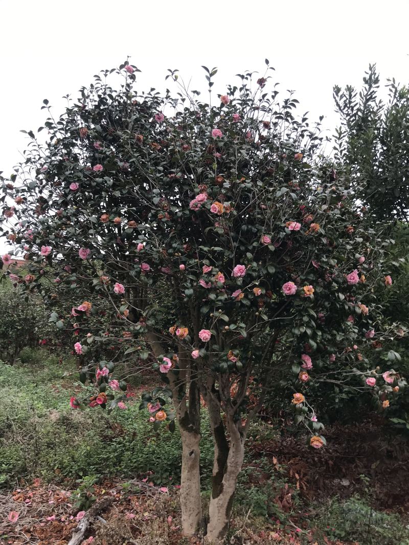 茶花树