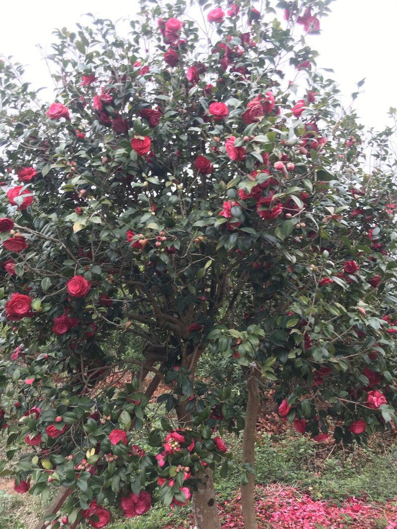 茶花树