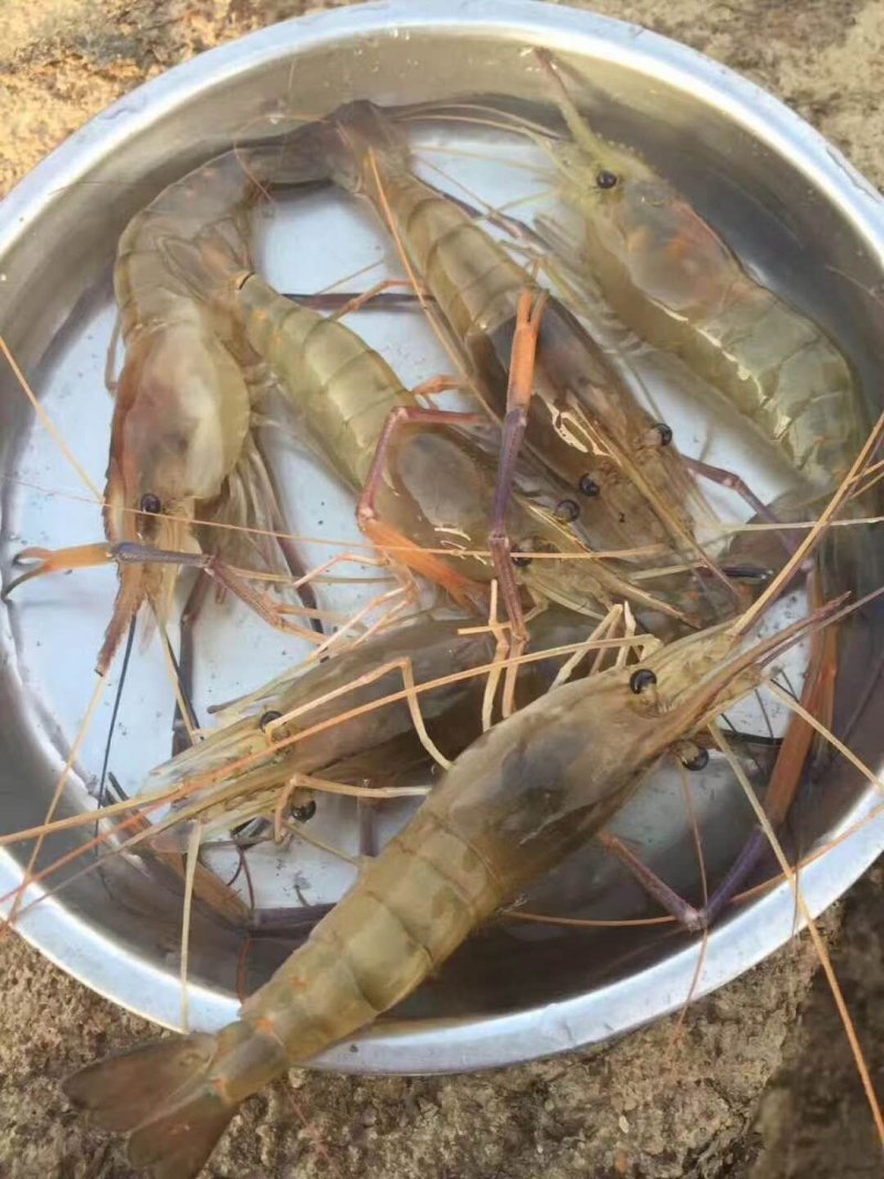 广东渔场直供一代快大淡水罗氏沼虾苗淡水虾苗提供技术指导
