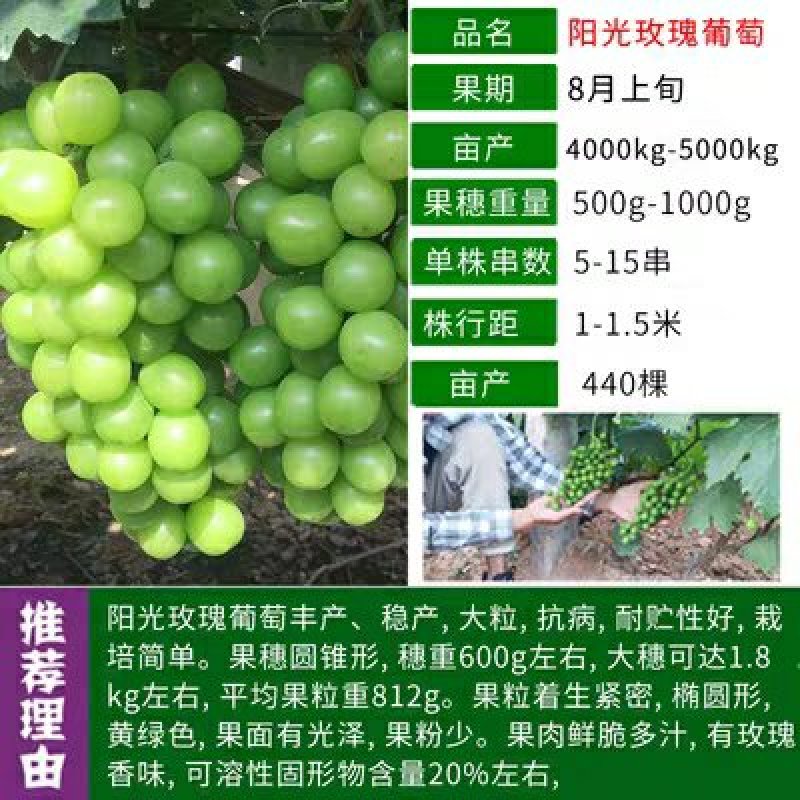 阳光玫瑰葡萄苗贝达占木嫁接葡萄苗抗病高产口感好