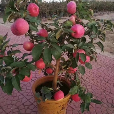 新品种，苹果树苗，盆栽苹果树苗