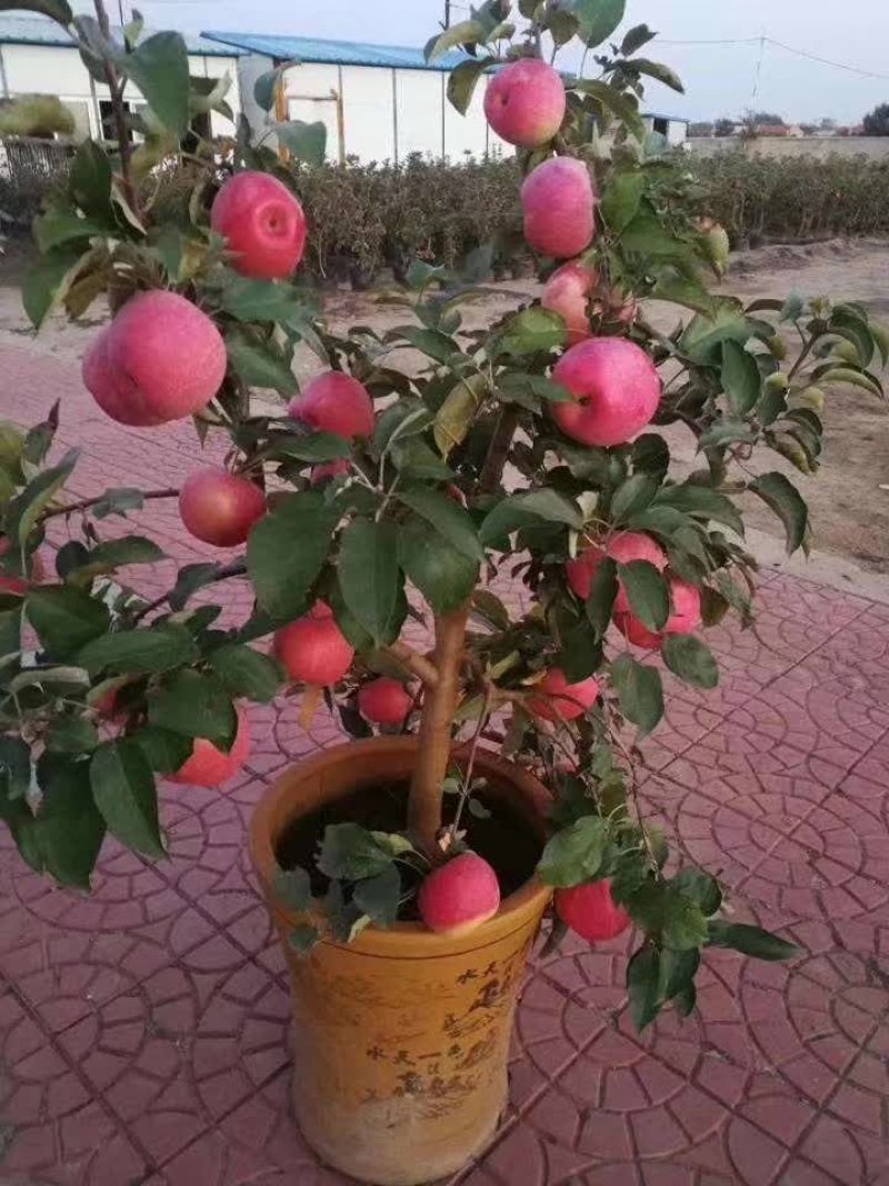 新品种，苹果树苗，盆栽苹果树苗