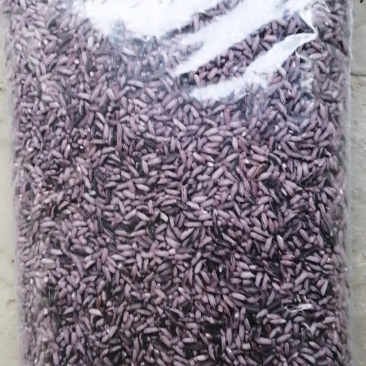 云南本地黄家贡米/优质紫米/量大价优/可视频看货/欢迎咨询