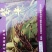 云南本地黄家贡米/优质紫米/量大价优/可视频看货/欢迎咨询
