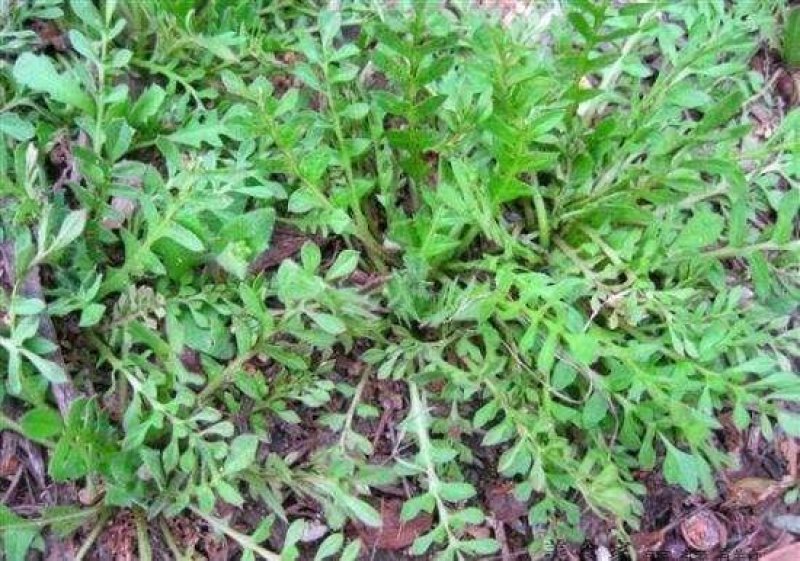 野生荠菜-产地现挖商超**代收代购欢迎来电