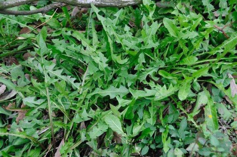野生荠菜-产地现挖商超**代收代购欢迎来电